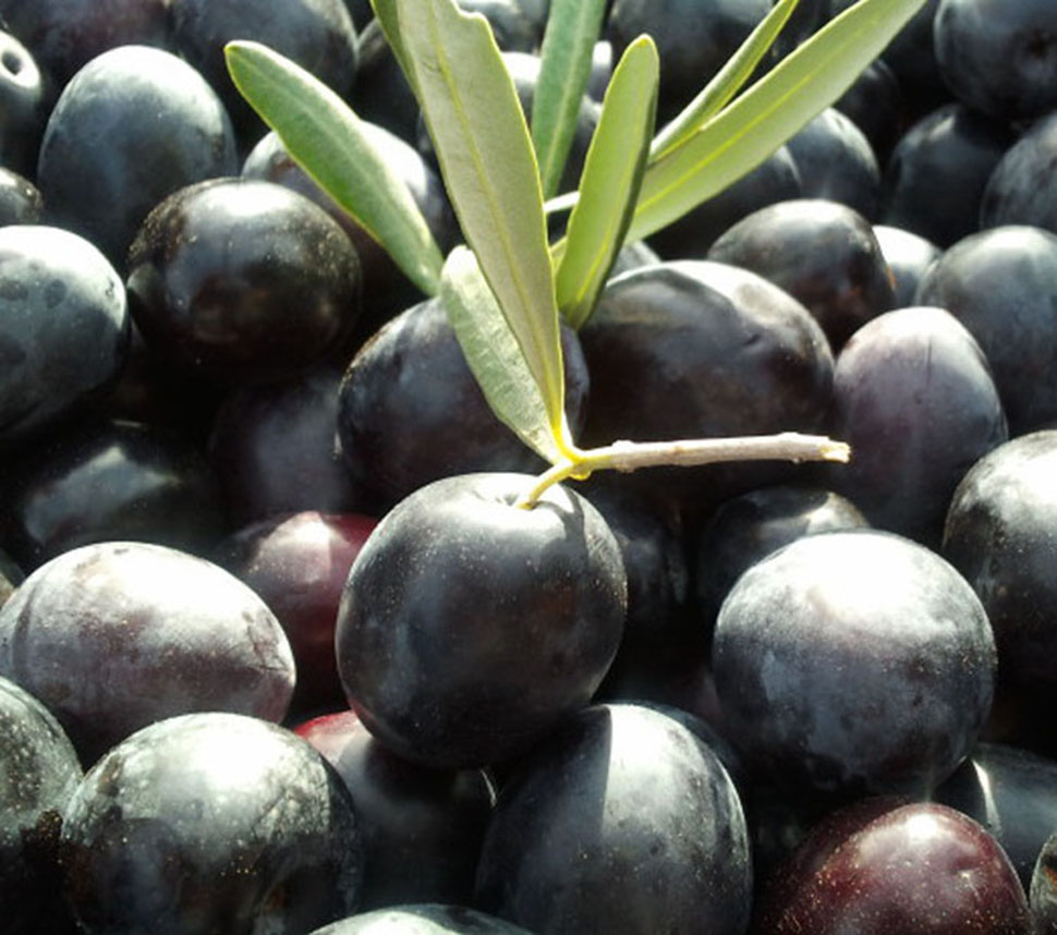 Olive per Olio Extravergine Bio