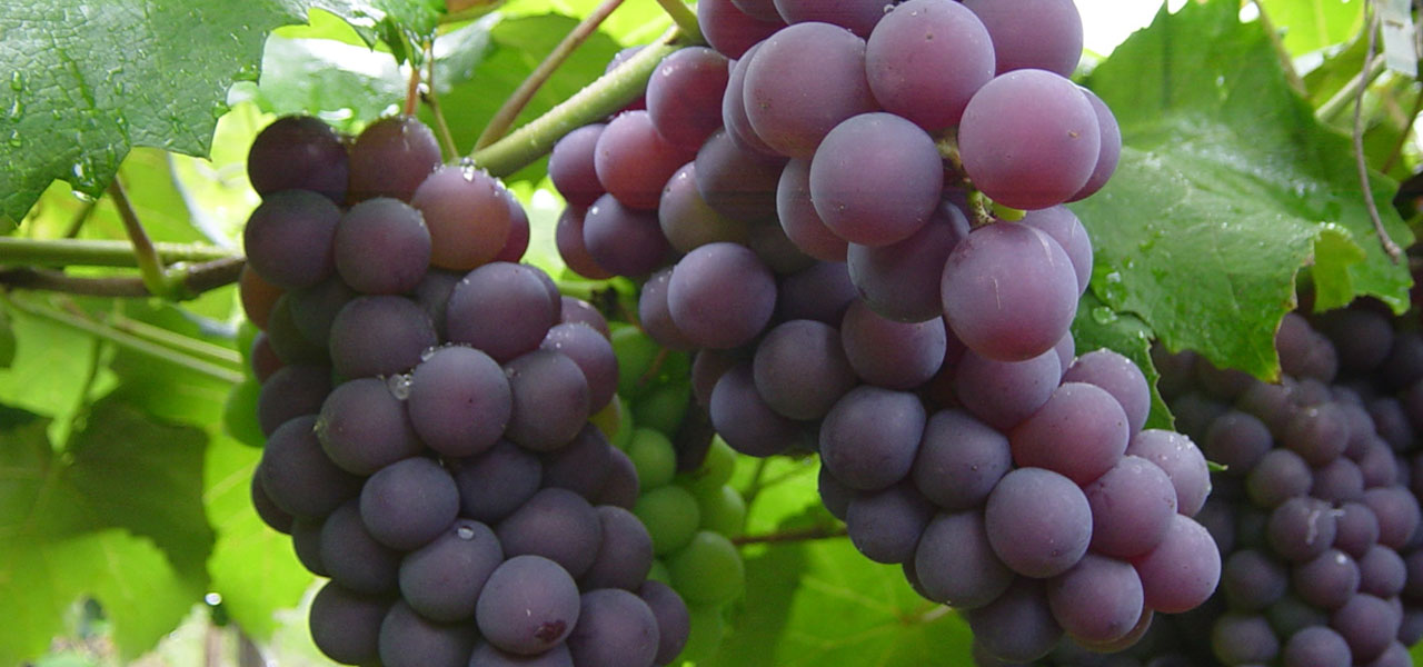 Azienda Agricola Prodotti Biologici