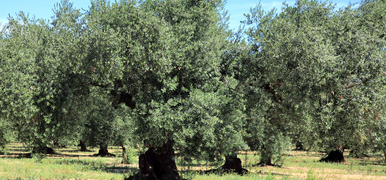 Azienda Agricola Prodotti Naturali