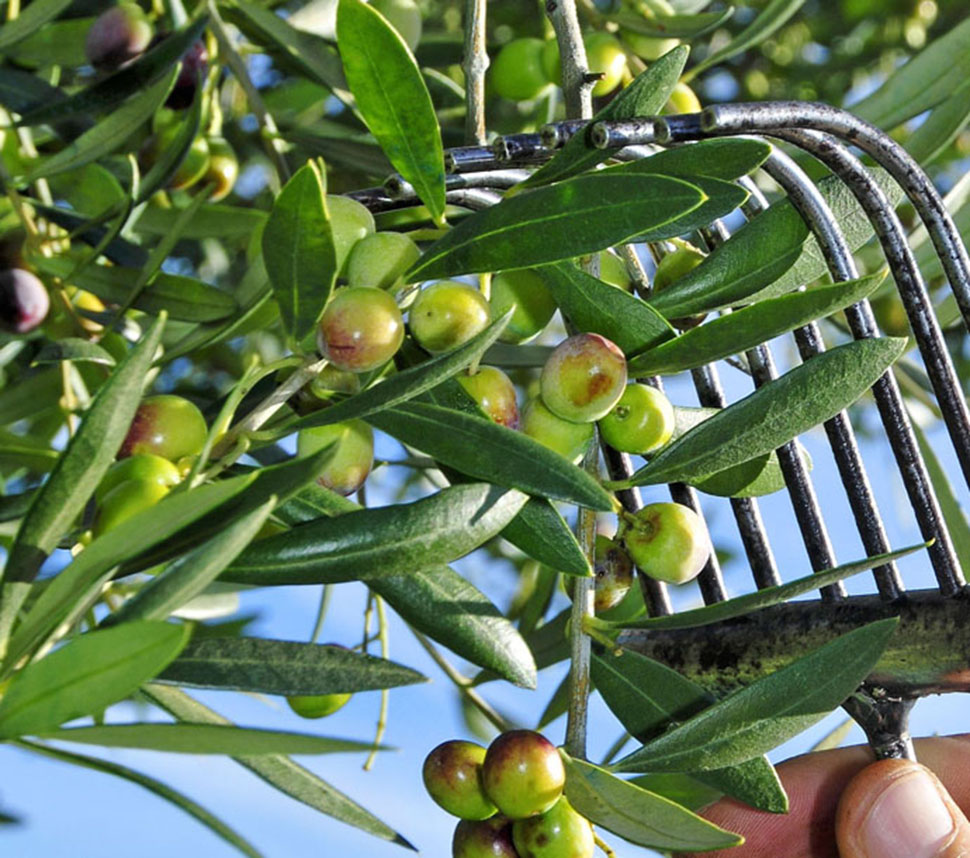 Produzione Olive Biologiche