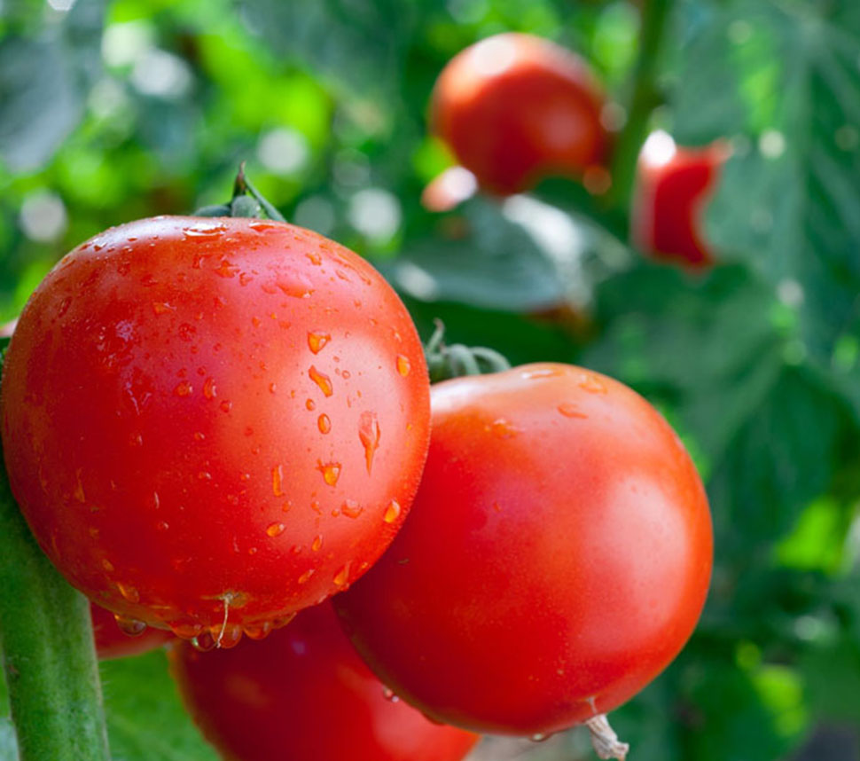 Produzione Pomodori Biologici