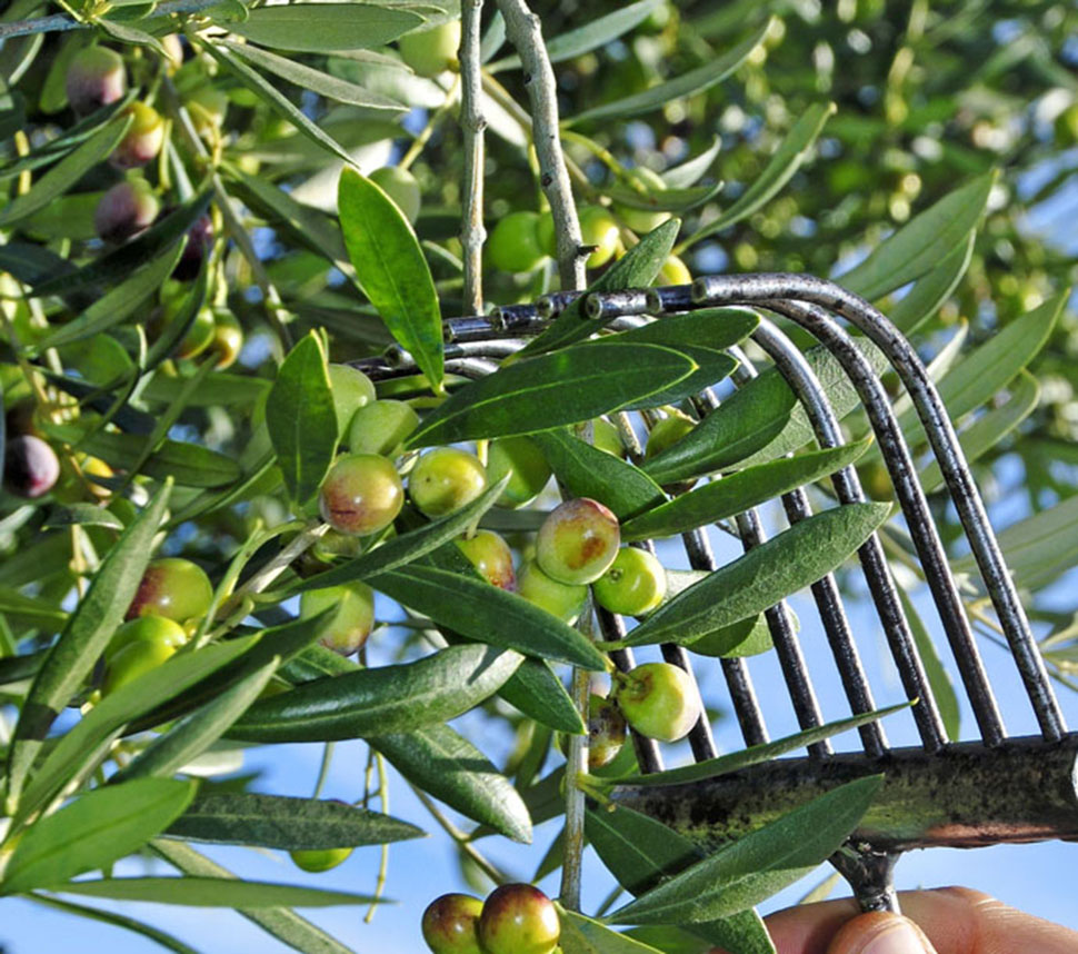 Raccolta di Olive per Olio di Oliva