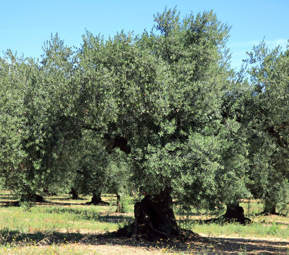 Uliveto Olio di Oliva Bio