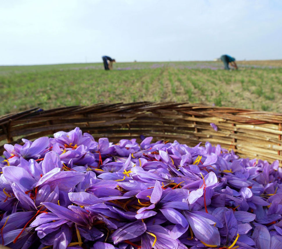 Zafferano Crocus Sativus Raccolta