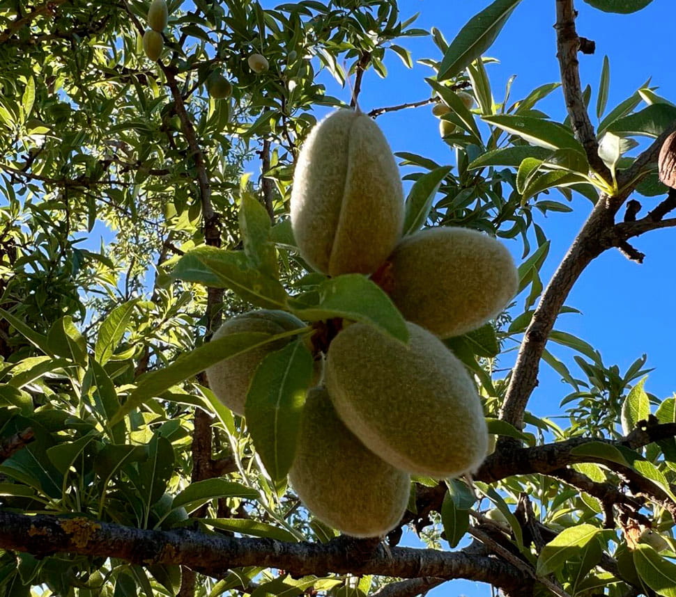 Mandorle biologiche Sicilia